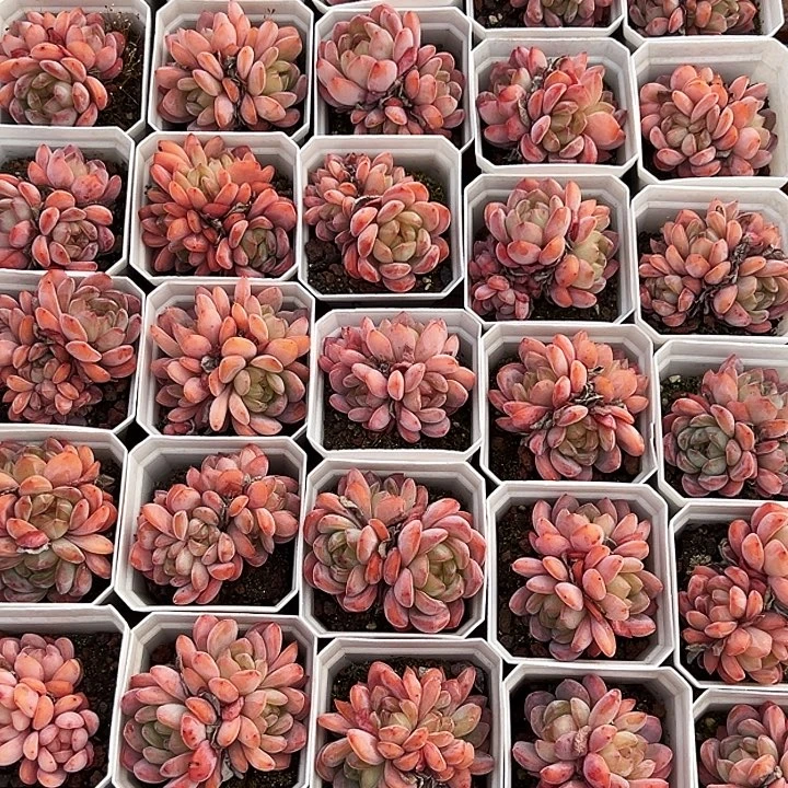 全明星。    福利多多