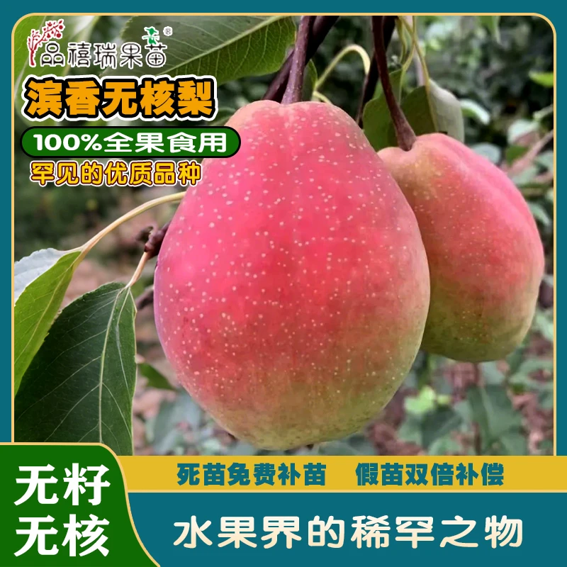 滨香无核梨/红蜜酥梨/秀峰梨/夏至蜜梨/四个梨树珍稀新品种