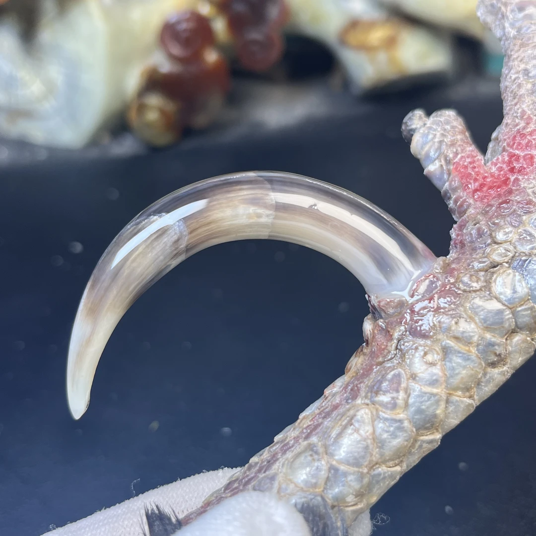 沉醉骨艺鸡爪骨水墨弯钩单只