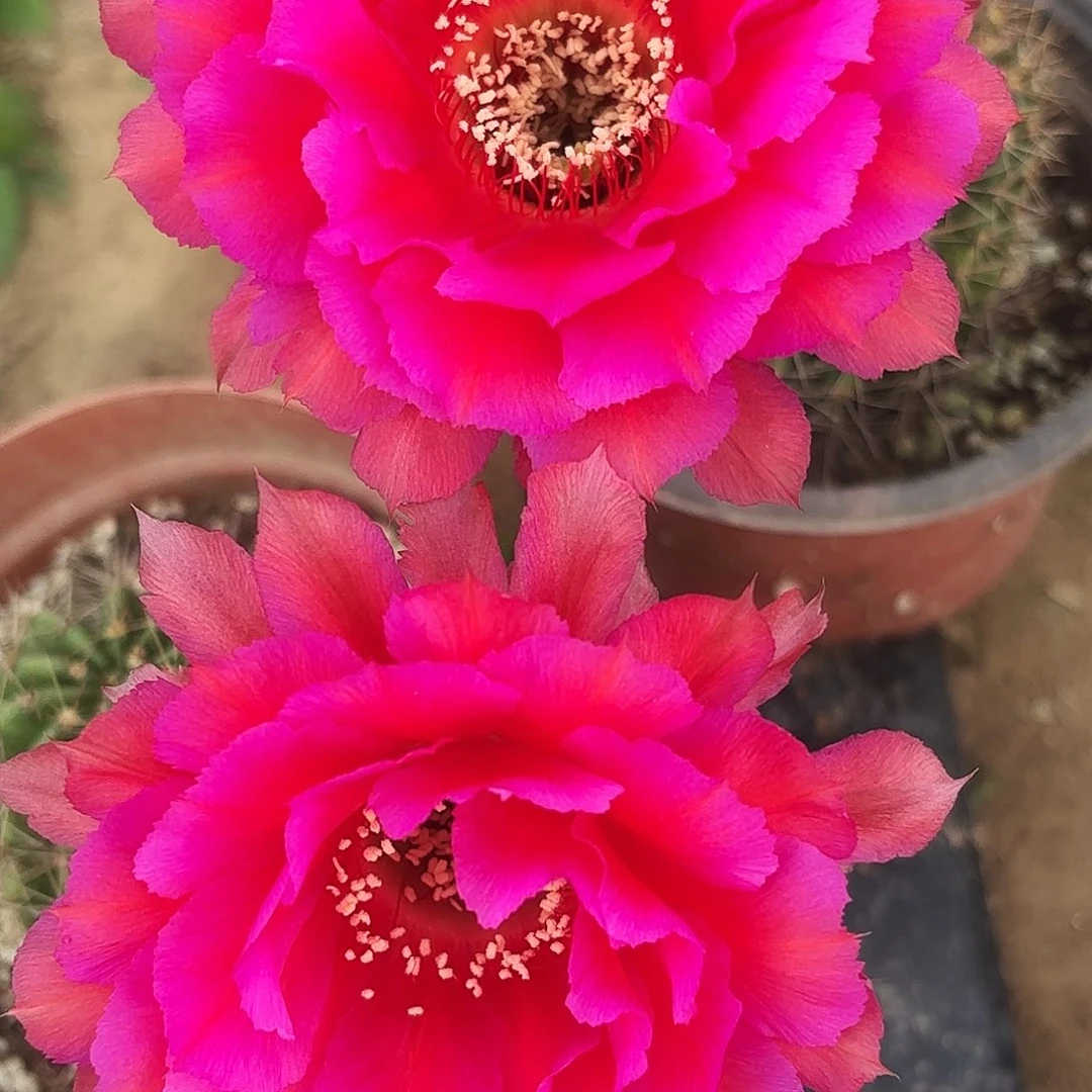 带根热加彩00000。