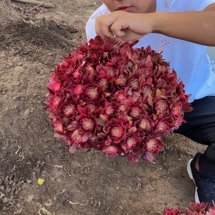 36.8红桐白一棵包邮