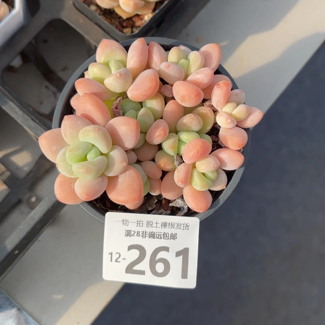 木*～橘子洛神老桩多肉