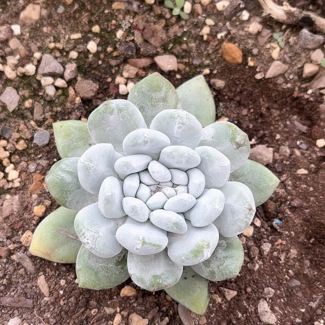 敏*娜6385帕翠啥仙女杯多肉