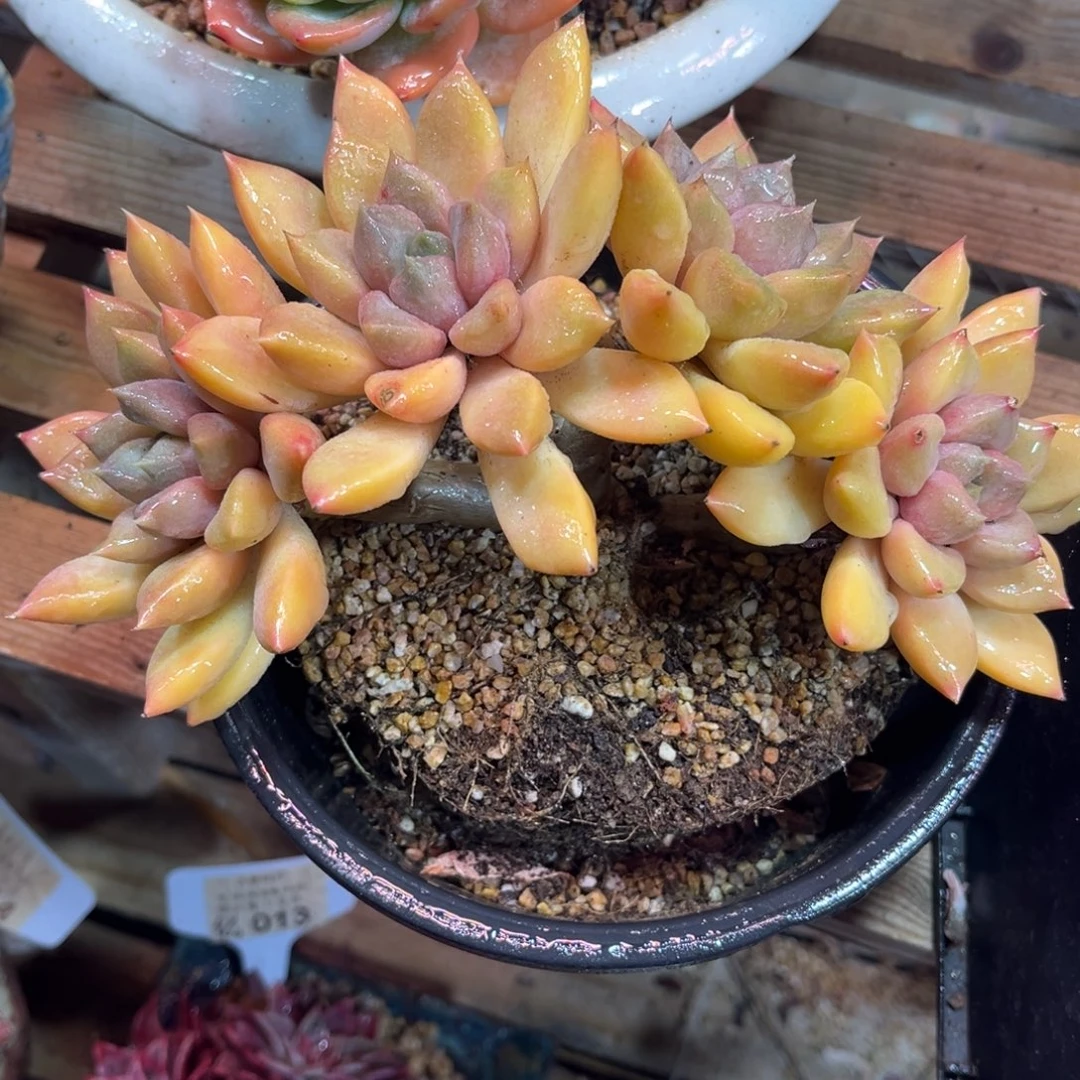 红象牙朵朵缀duotayinvnv