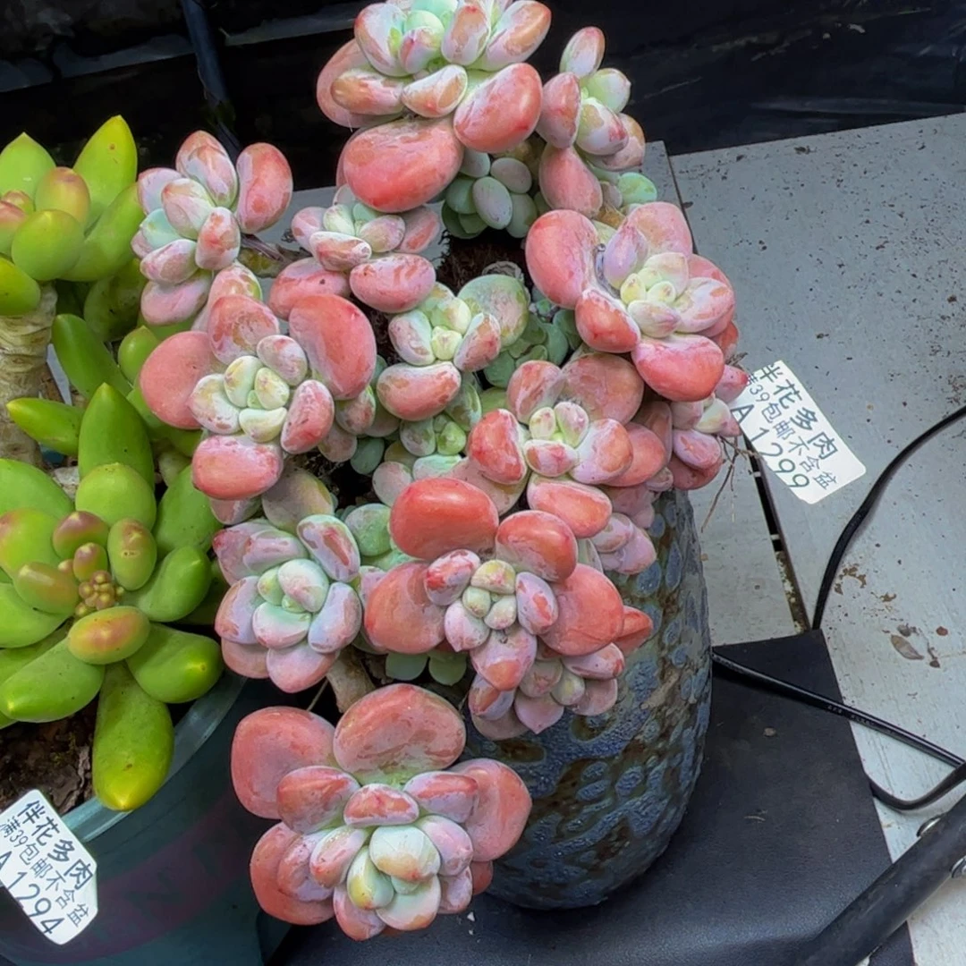 樱花洛神1299-14cm的人