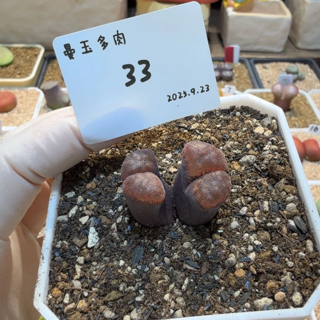 丁***加多肉多肉多肉9.23-033 Y410