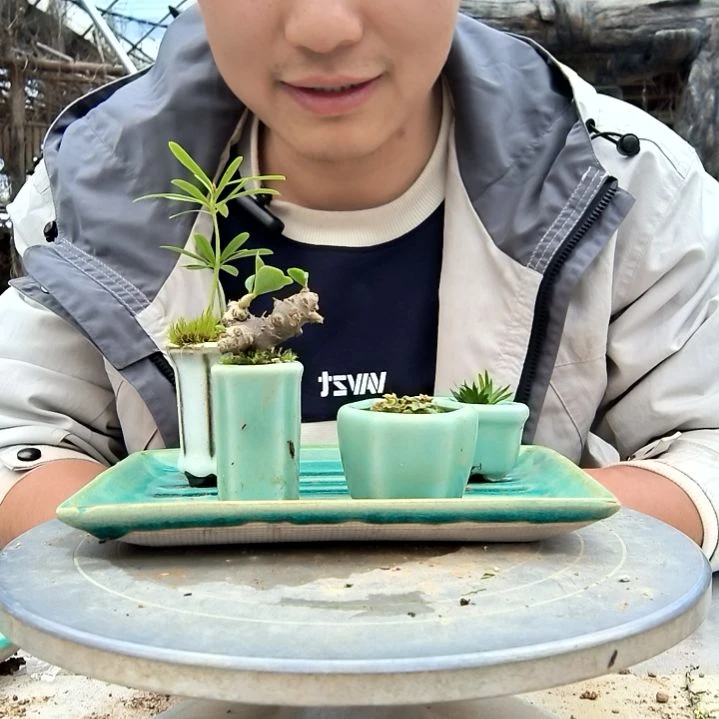 芳***慌小盆景小植物一物一拍166