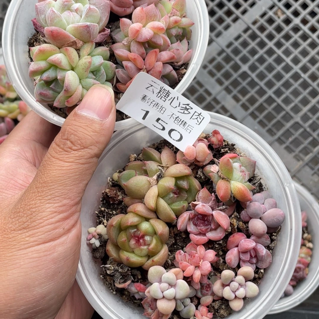 云糖心多肉植物150