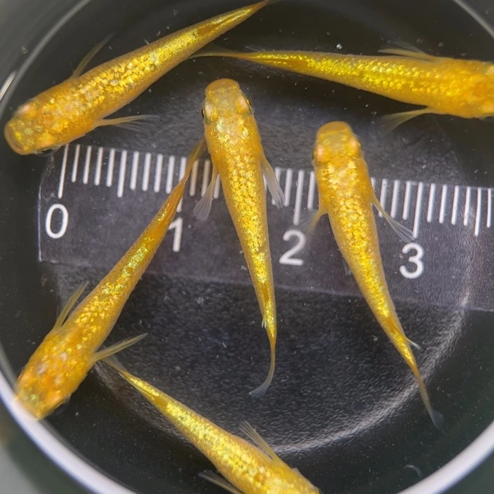 海水鱼阳光青鳉6号
