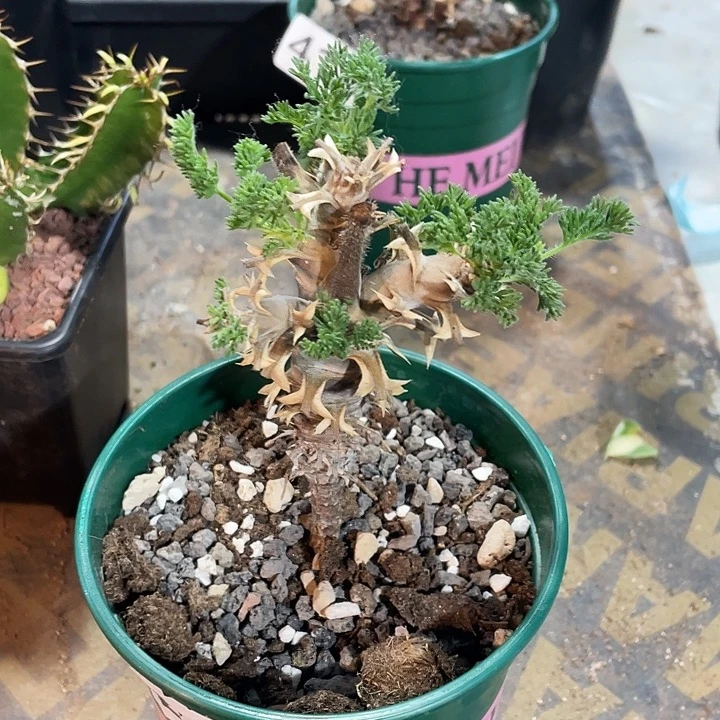 266出云杨葵块根，