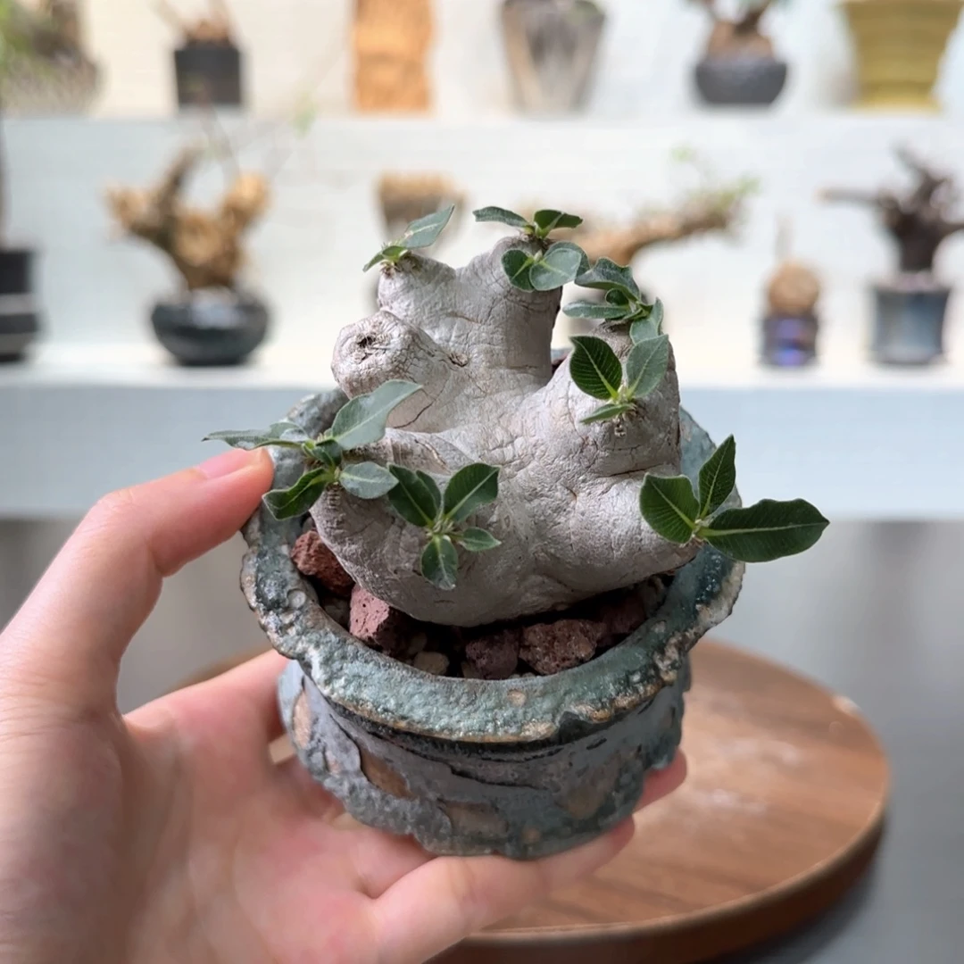 惠比须笑一物一拍