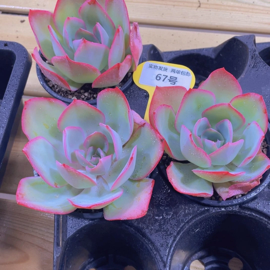 67号 宽叶全状态柠檬之光一个