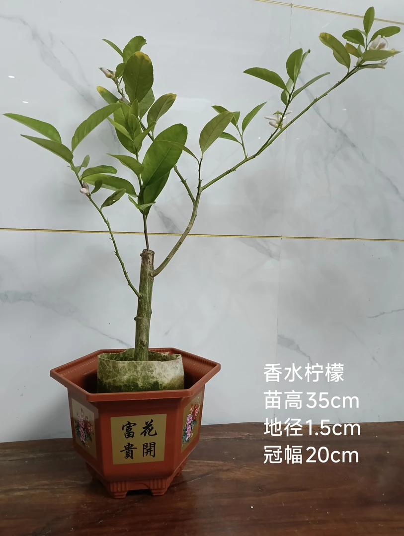 广东香水柠檬苗带土带叶盆栽地栽