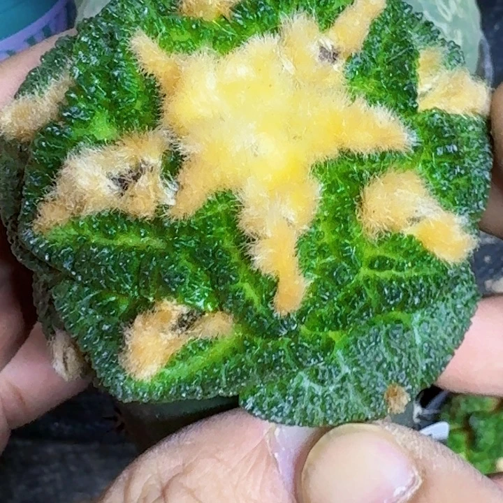 无花朵大尤龟甲843