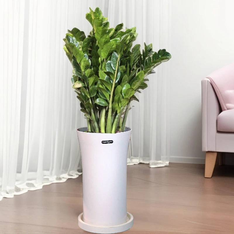 90 - 110cm落地款金钱树【顺丰送货上门】带盆好养四季常青室内绿植