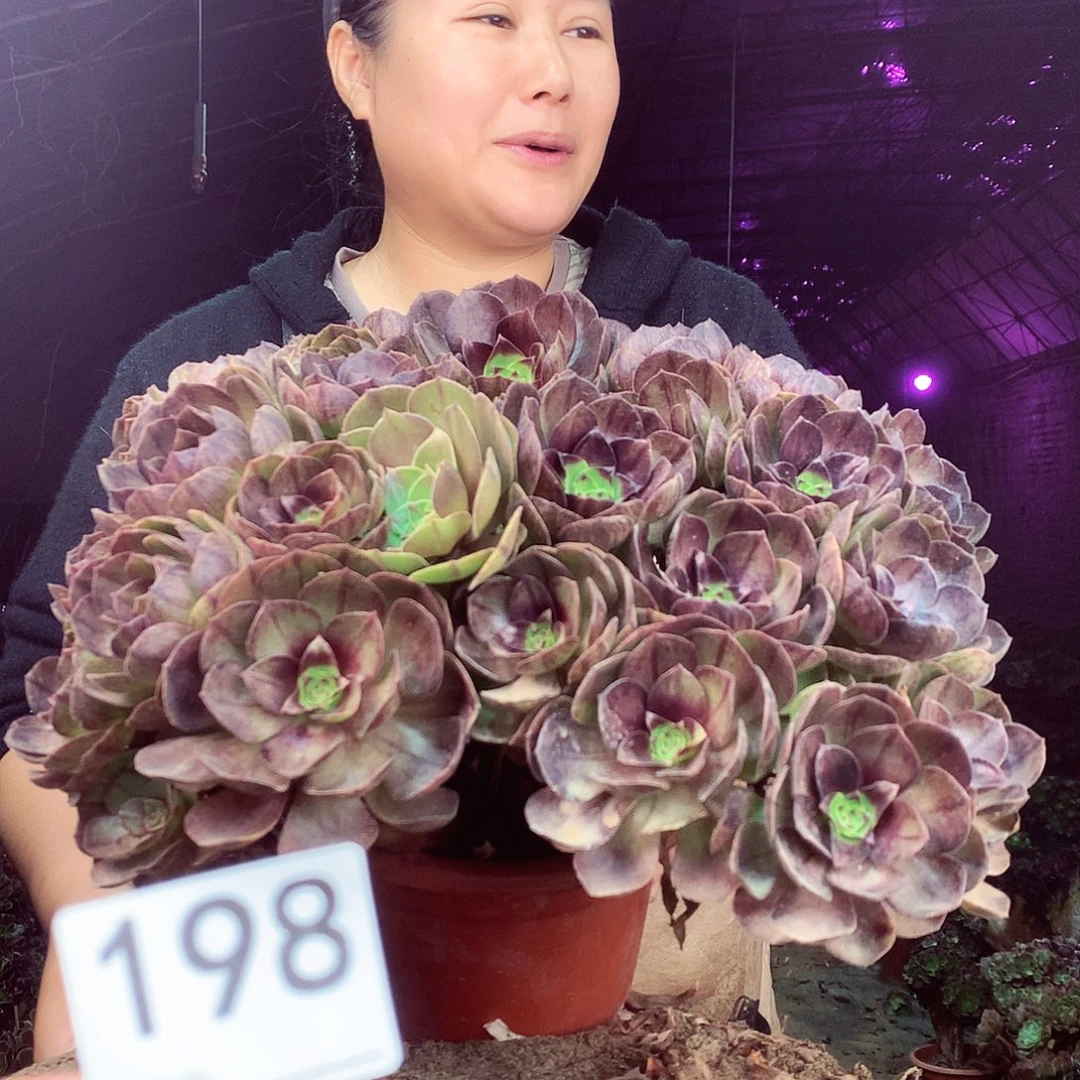 柒柒精品多肉脱土发货不包断侧枝198