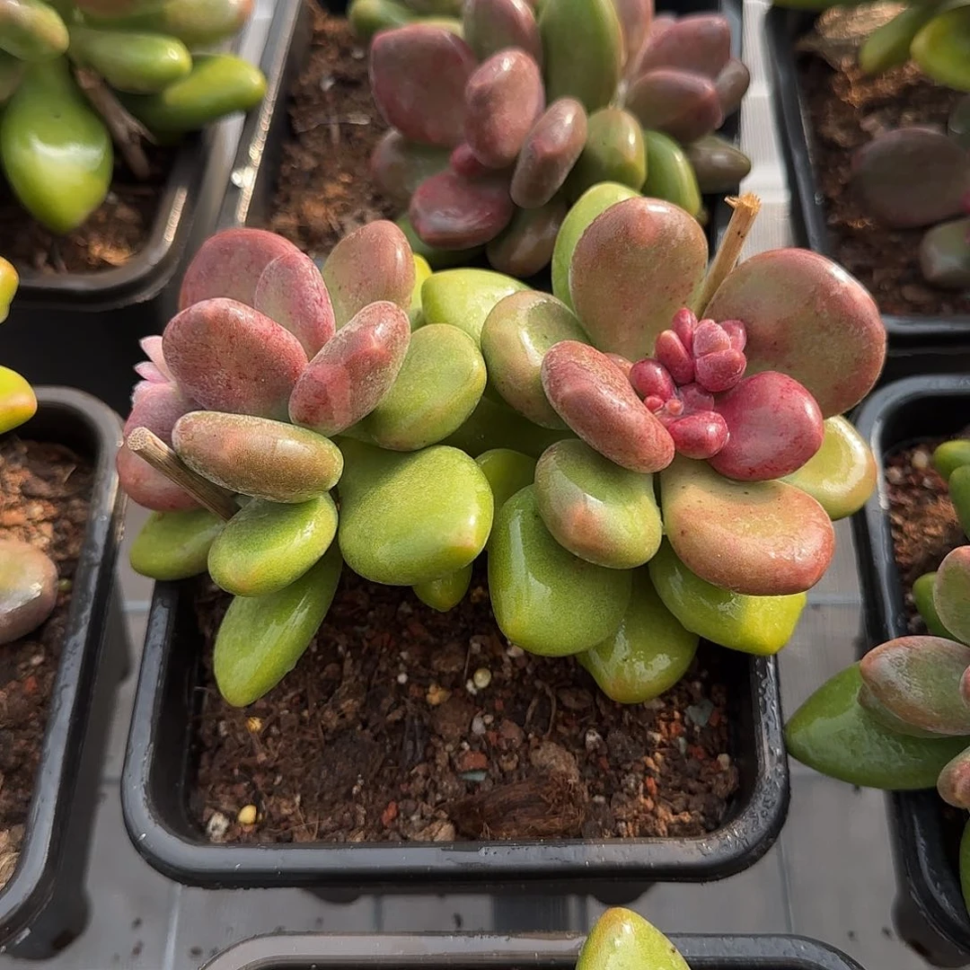 从前慢花园精选0117-芒果奶