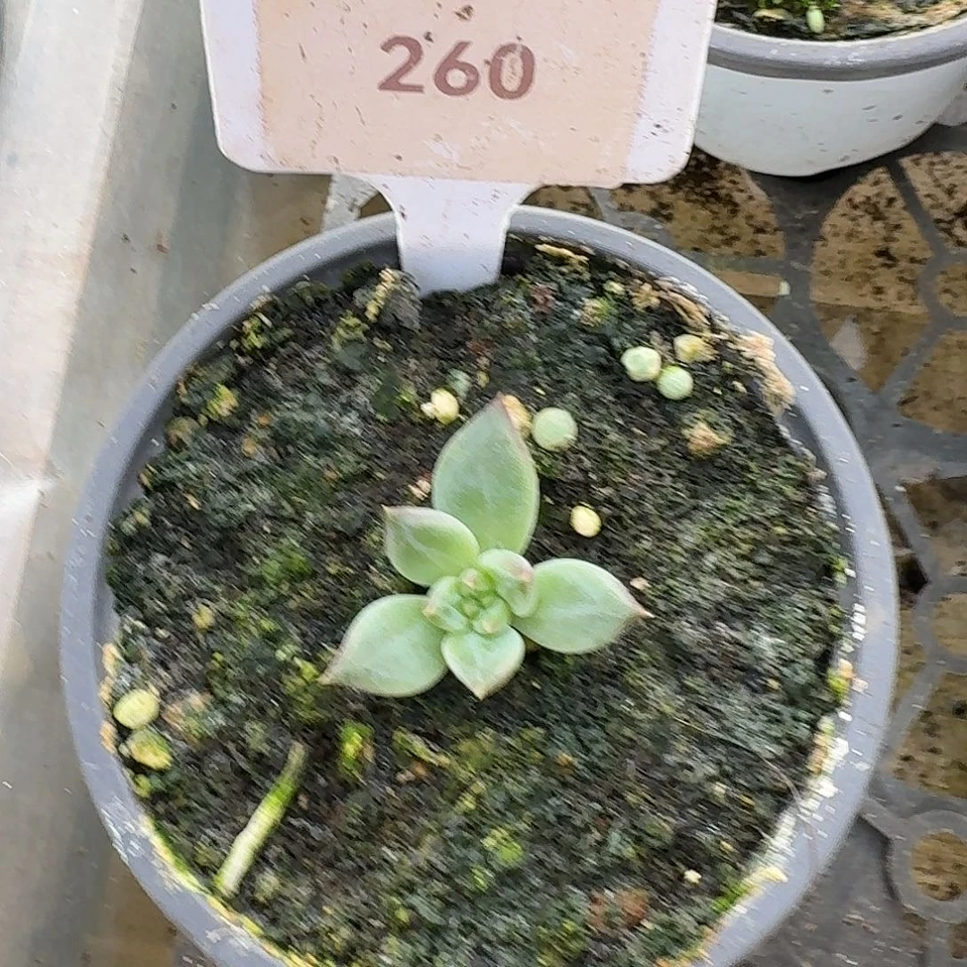 紫荆美人1234567890111213