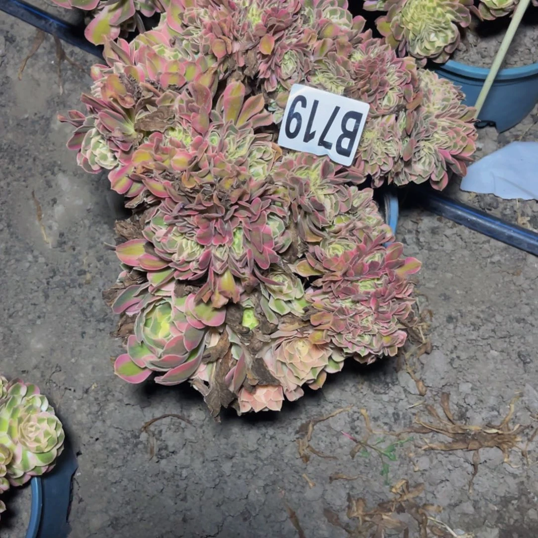 女巫法师28///-39包邮