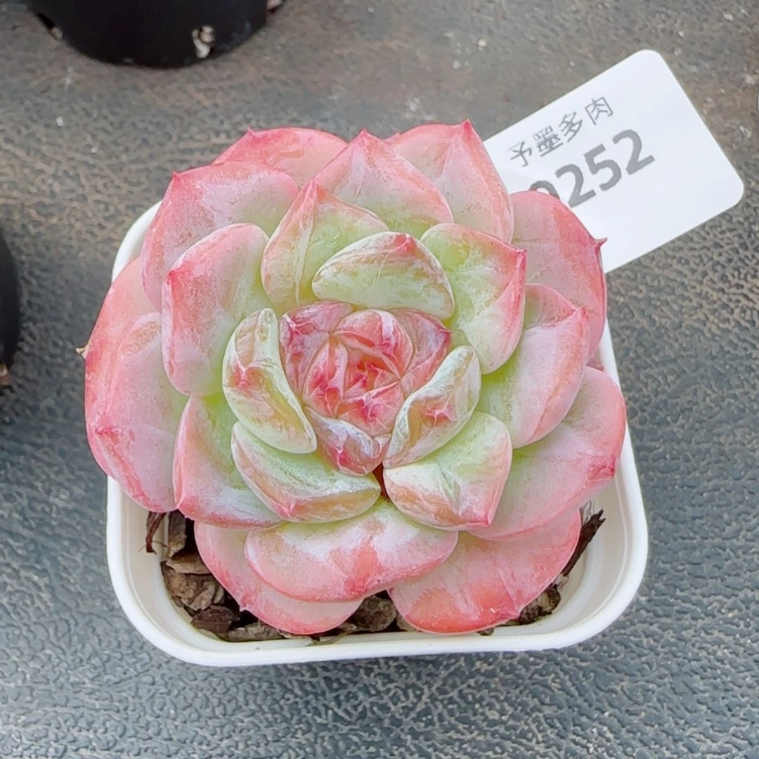 孤品石化福利，9252多肉植物