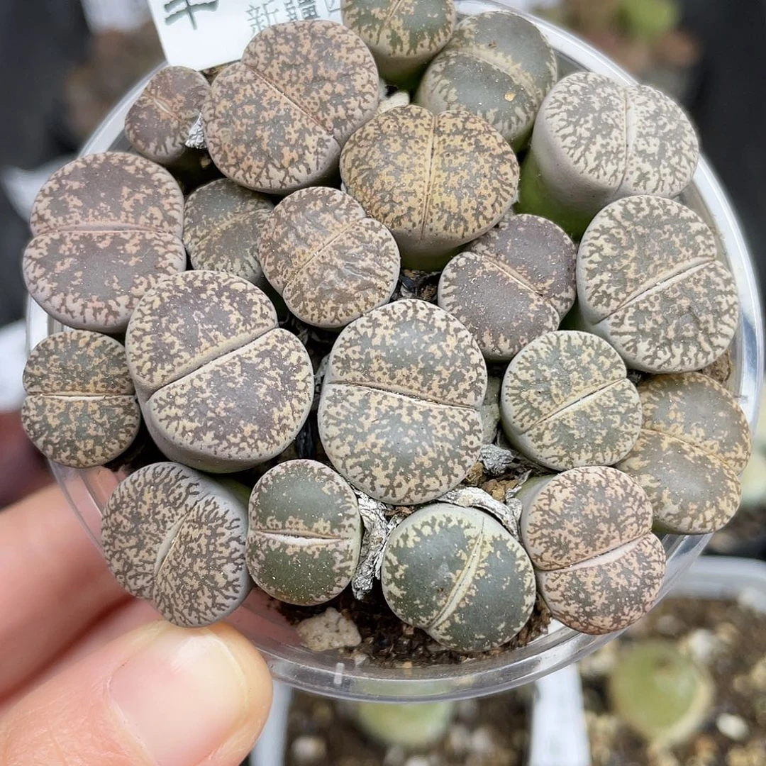 63100000000花花花花花花