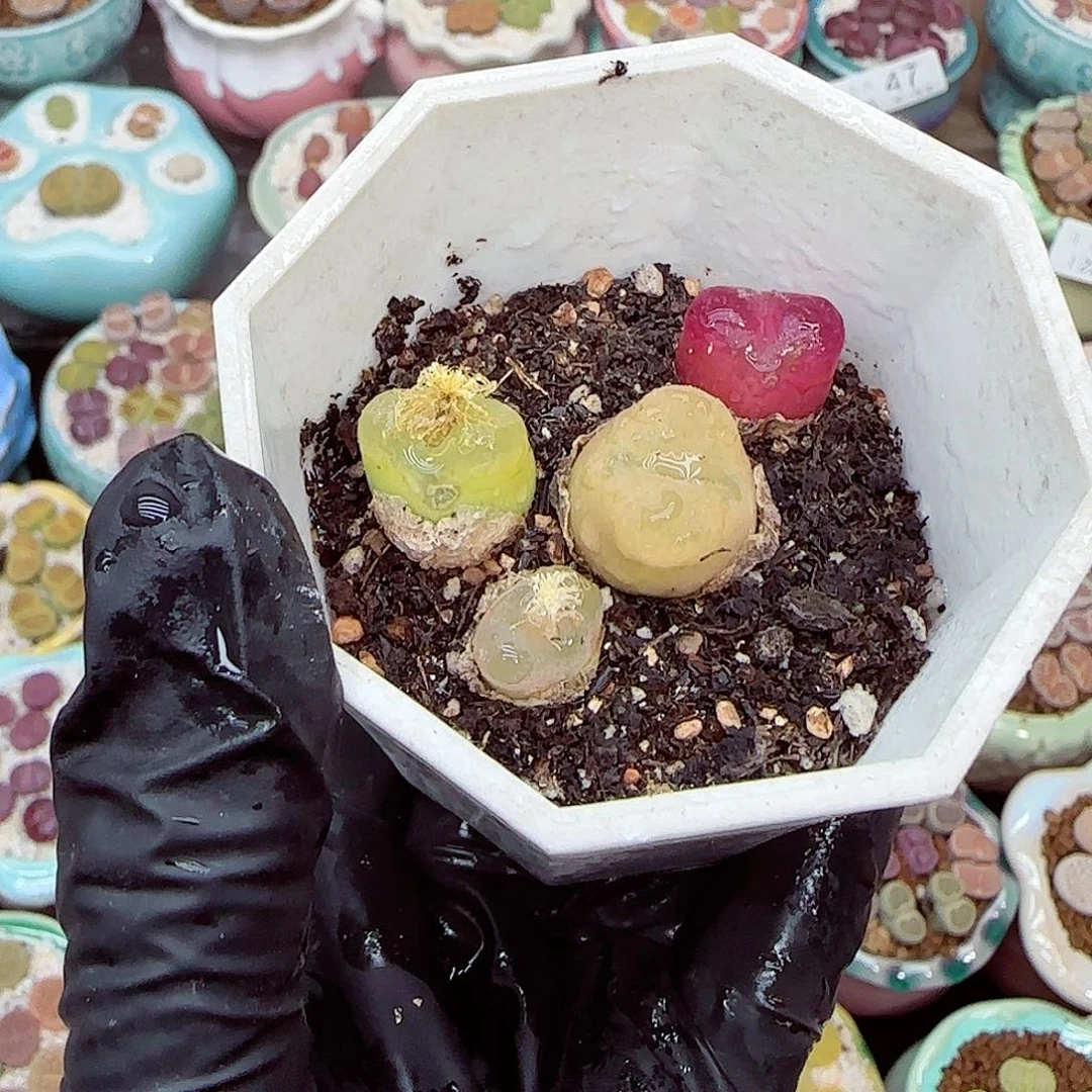 生石花满18包邮1226-78