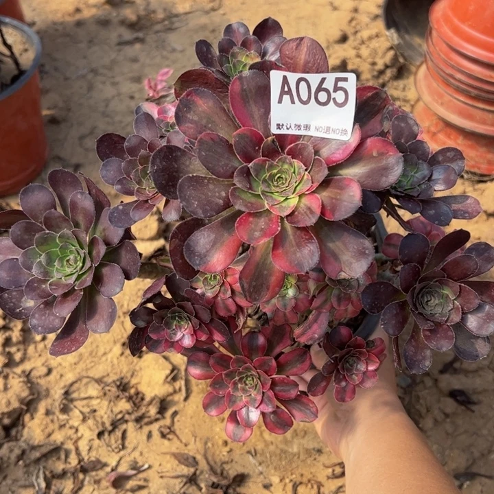 香奈尔多肉植物065.