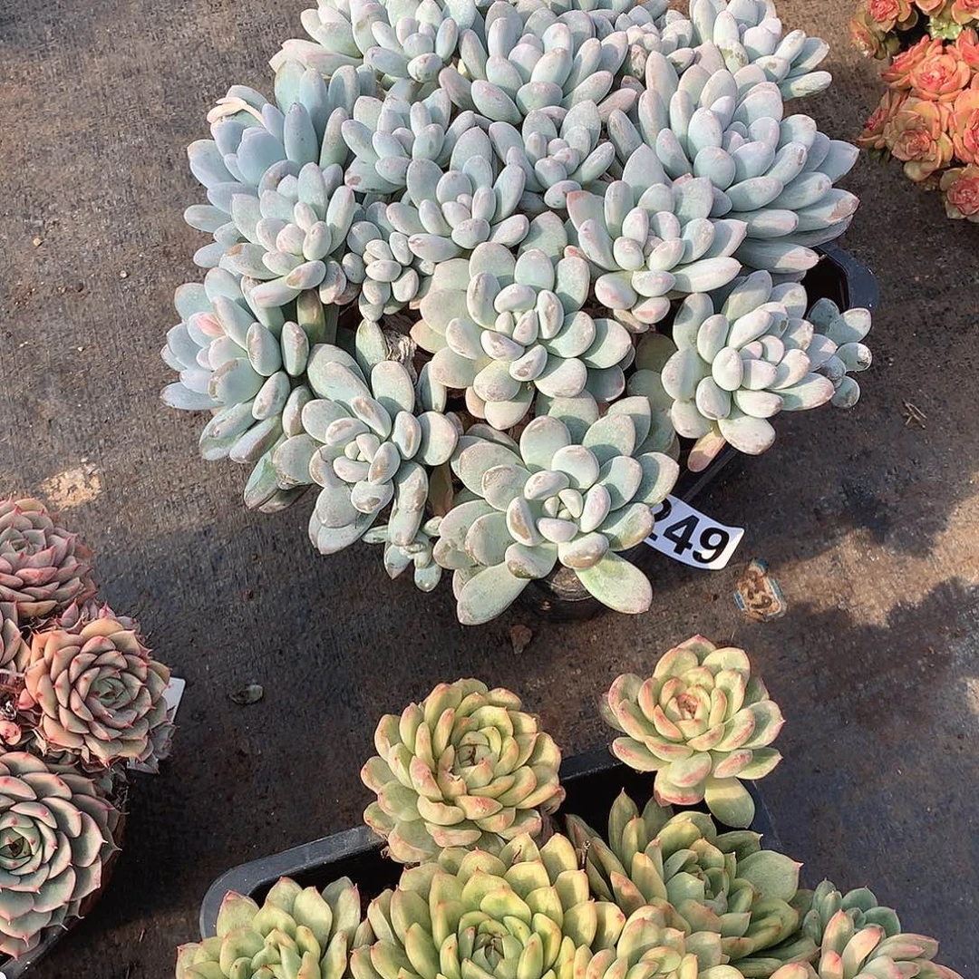 249香玉 一物一拍多肉