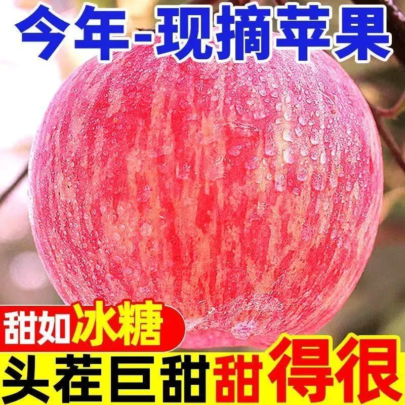 【条纹富士】2025正宗烟台栖霞条纹红富士苹果脆甜多汁新鲜水果产地