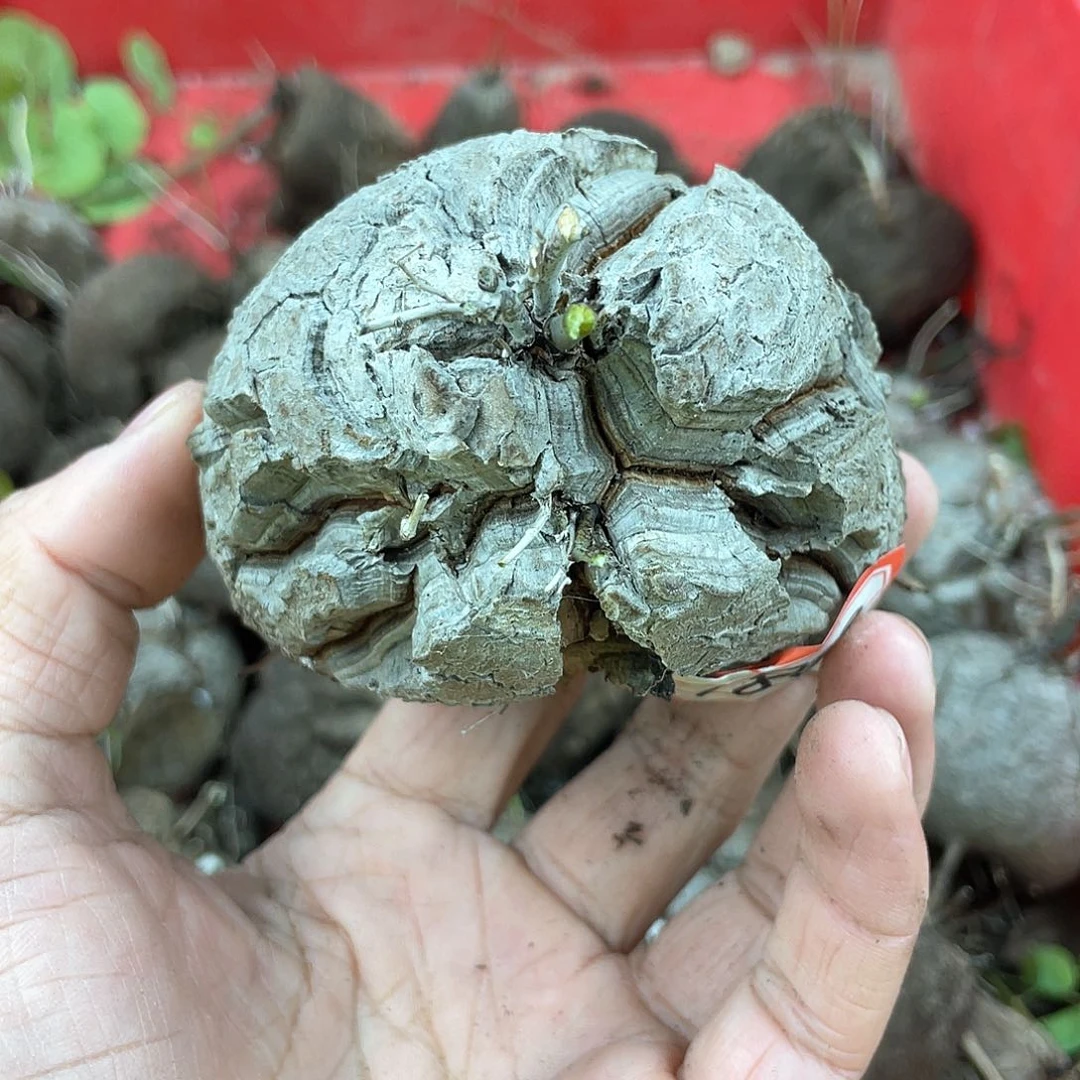 龟甲龙一物一拍1809号8.3cm