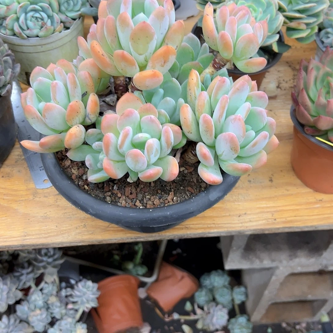 此****好养活多肉植物灰姑娘