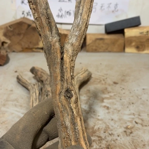 大果紫檀（缅甸花梨）悠*