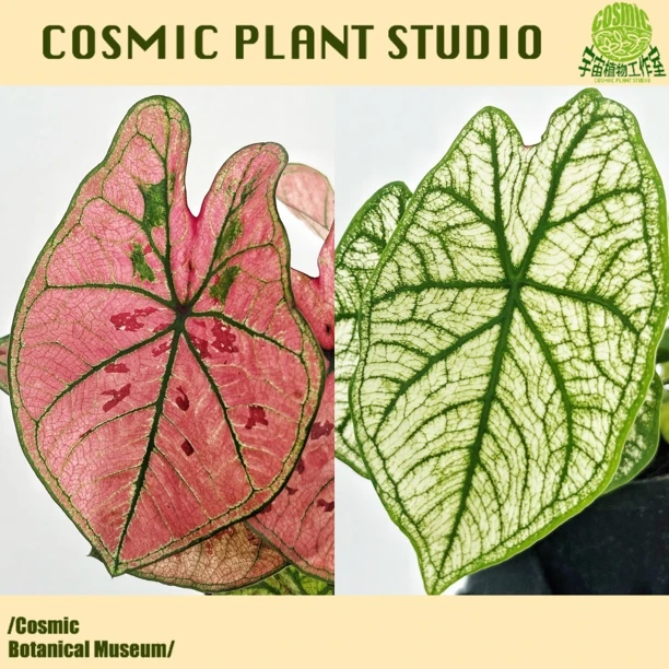 宇宙植物合集/彩叶芋合集/草莓之心白色恋人粉色飞溅骄阳胡椒薄荷