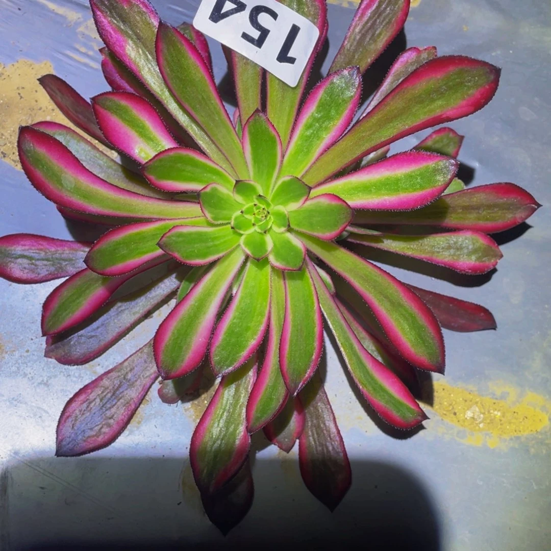 粉红豹多肉植物多肉154