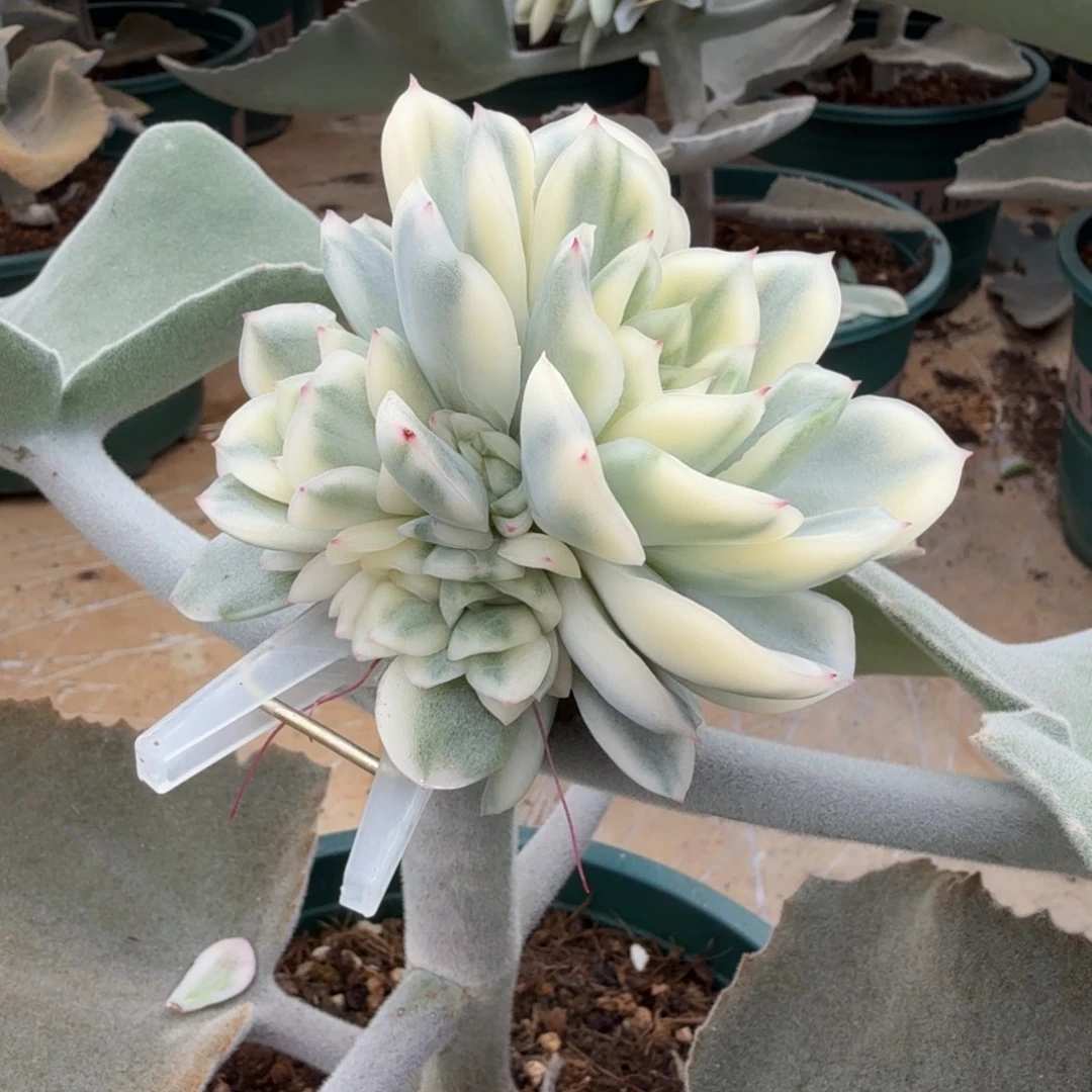 赵***子寒酥锦锦上园艺一物一拍