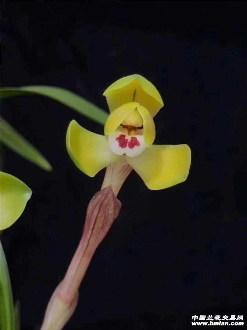 兰花铭品春兰【富贵之光】老种分苗发货2苗不带花