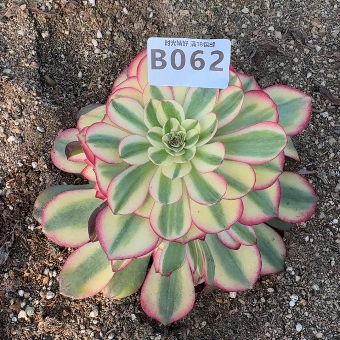 062荔枝多肉植物