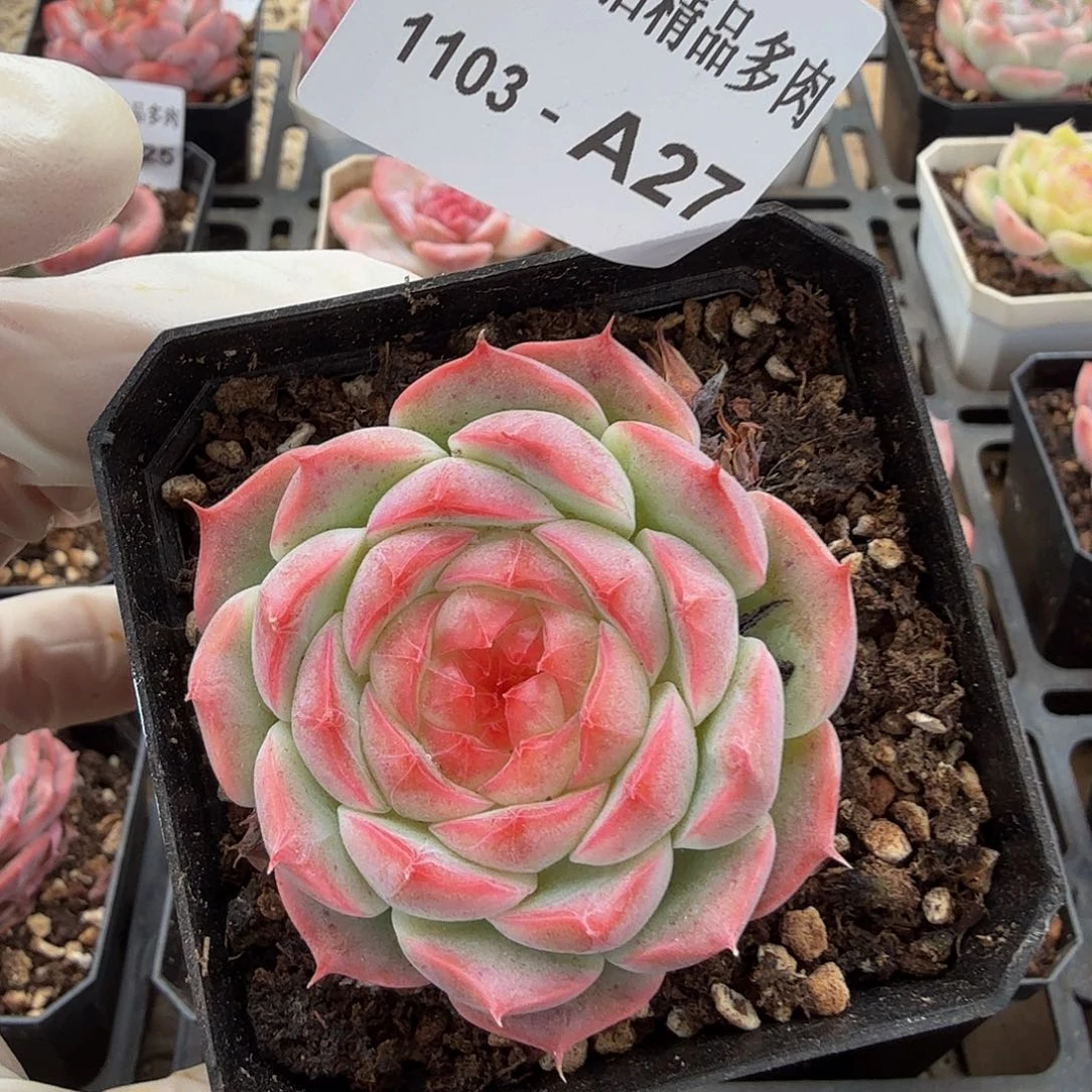 1103-A27单颗多肉珍妮