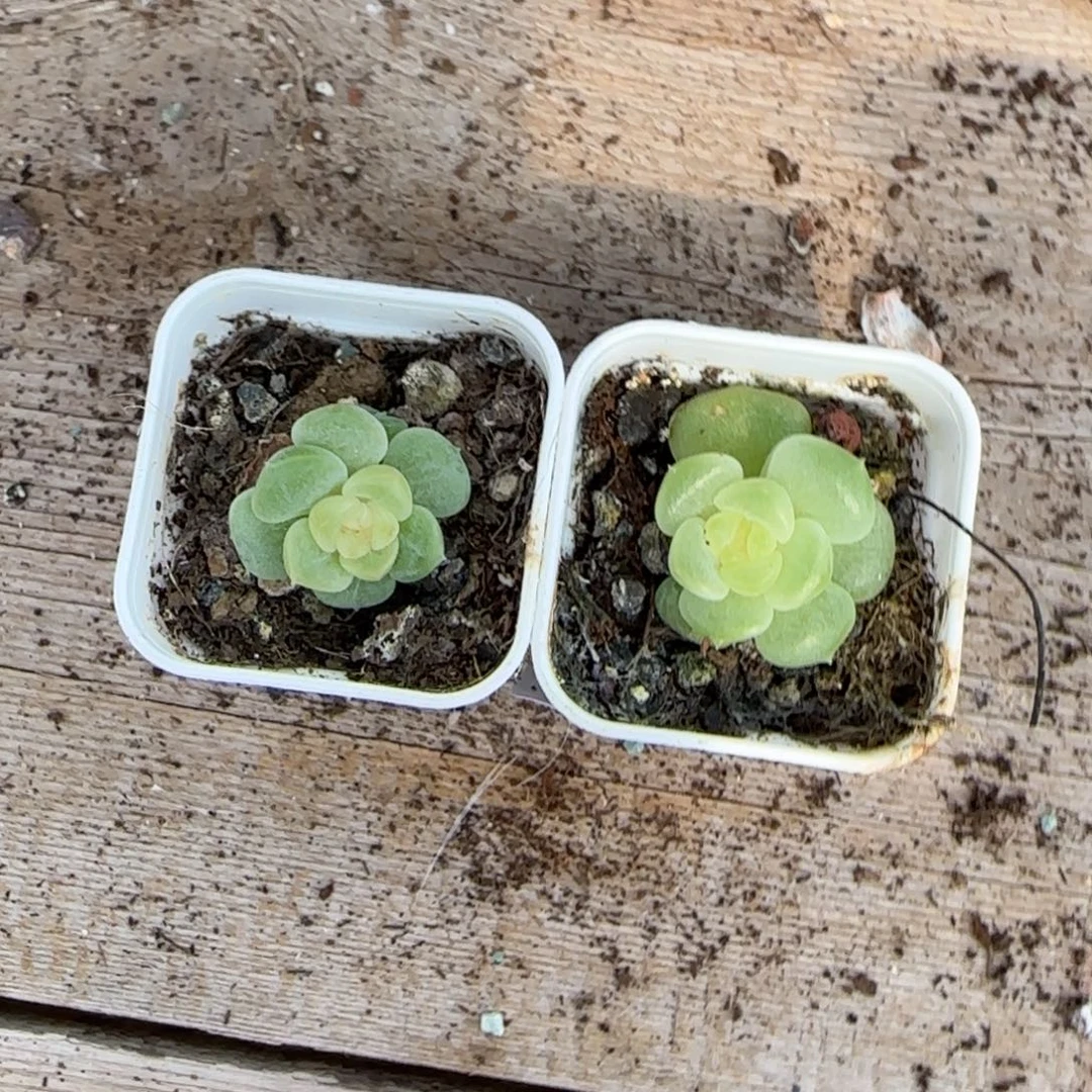 荔枝中苗盆一个满20包邮