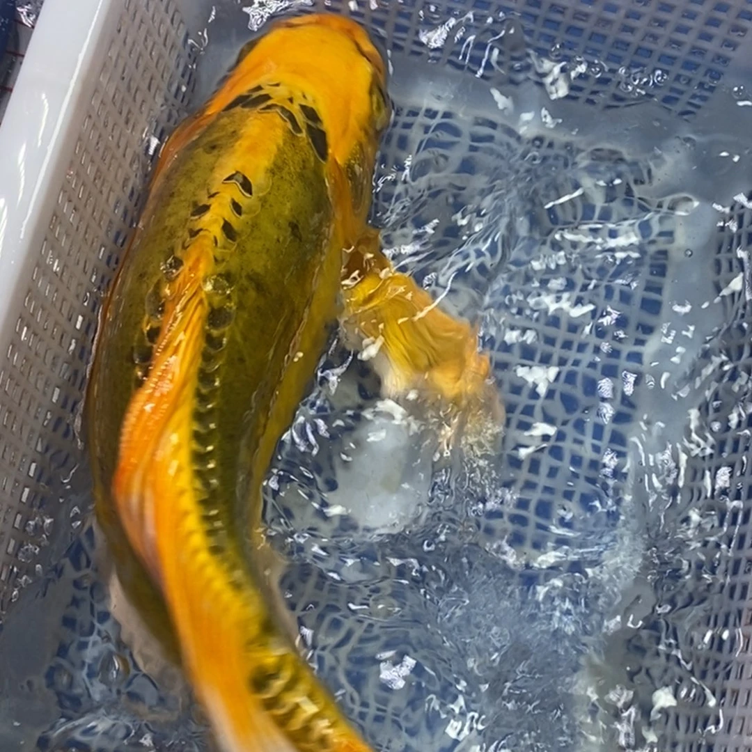 锦鲤冷水锦鲤包邮
