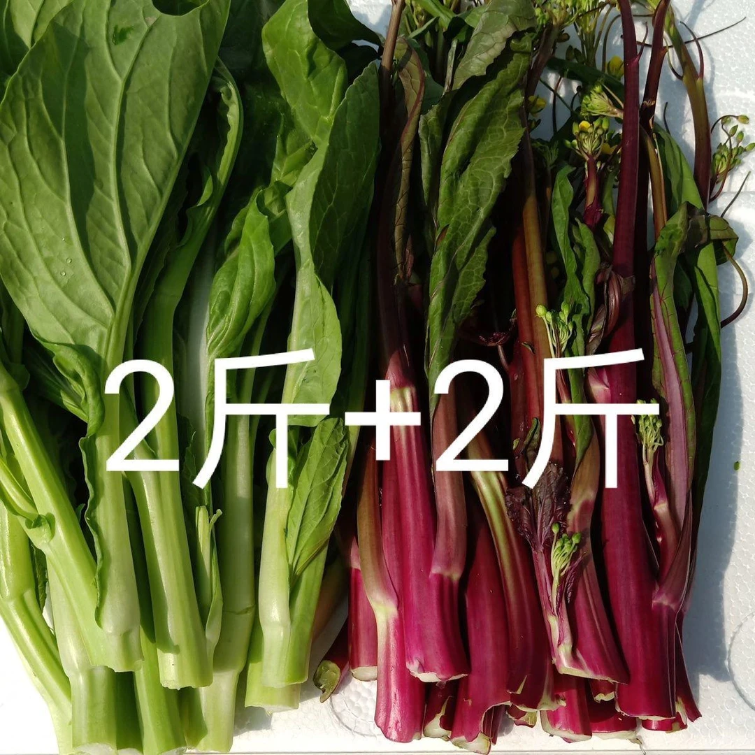 湖北露天生长红菜苔新鲜紫菜苔红油菜白菜苔双拼香甜爽口四斤包邮