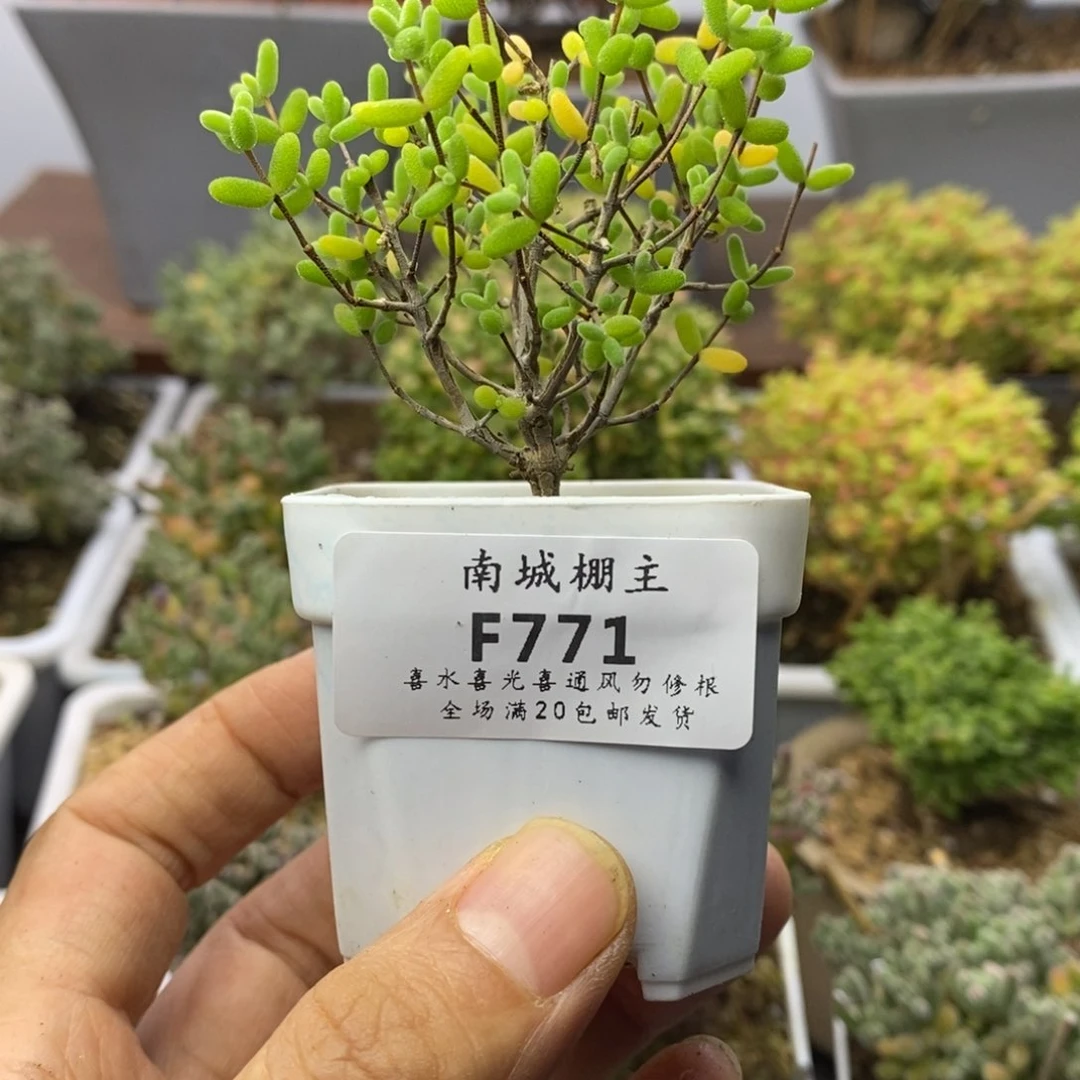 771实生糖球枝干番杏