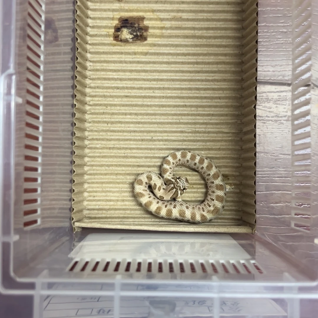 白色蚕宝宝北康猪鼻