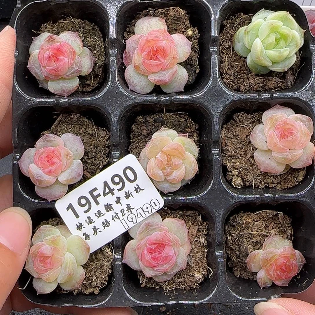 柠***6490 【满29包邮非偏远】