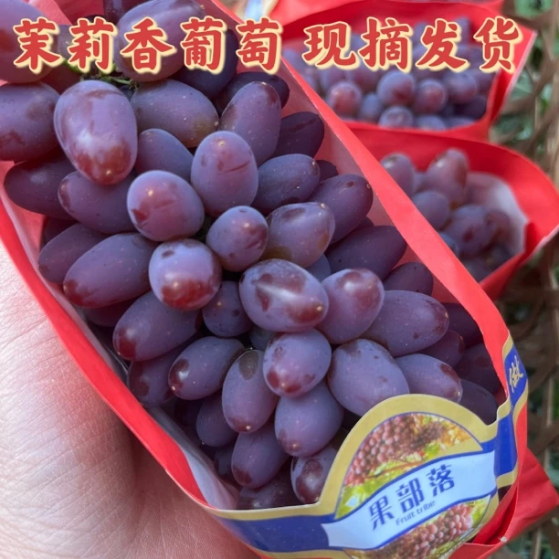 【顺丰】茉莉香葡萄新鲜孕妇水果现摘无籽郁金香葡萄当季水果酸甜