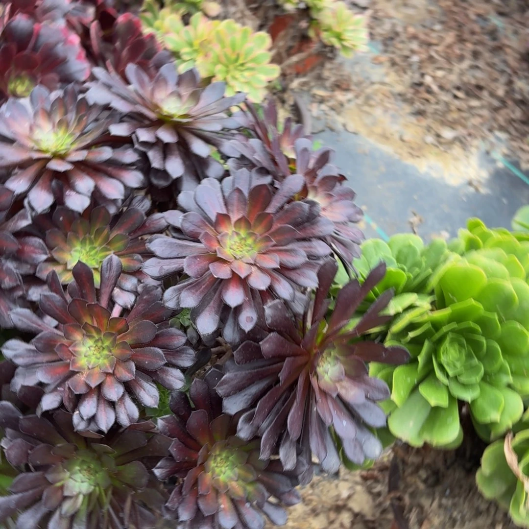 黑瞳中斑多肉植物捧花10多肉植物捧花