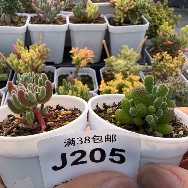 205-开播福利翡翠-钻石