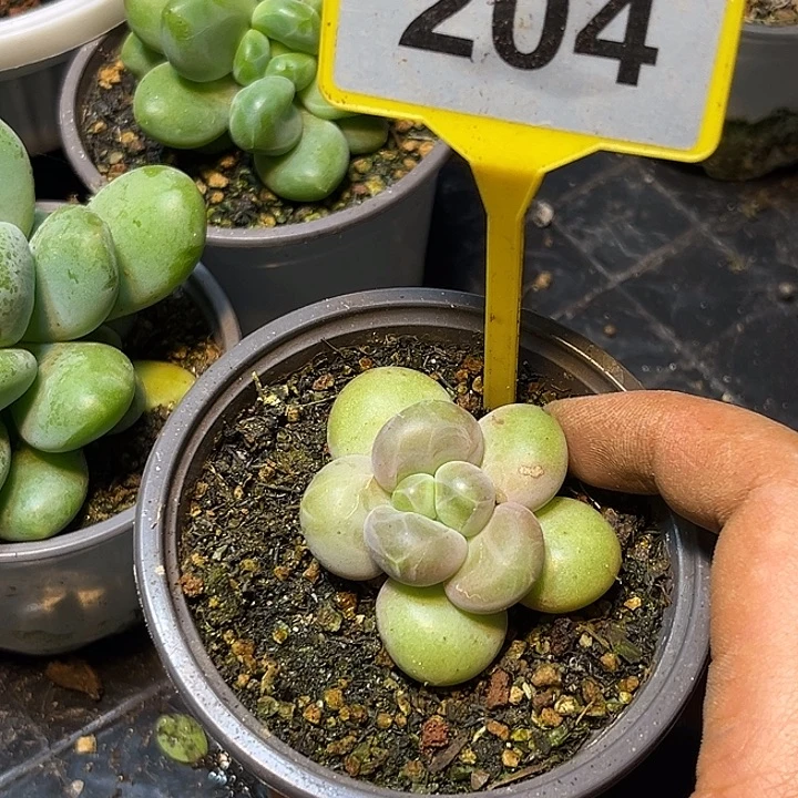 多肉植物x系美人204