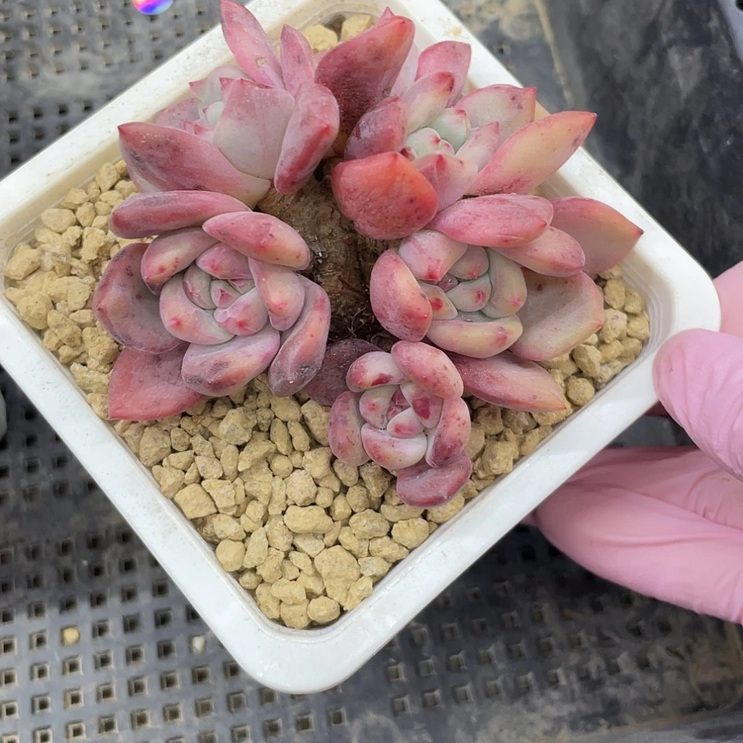 ****°爱丽儿6头。