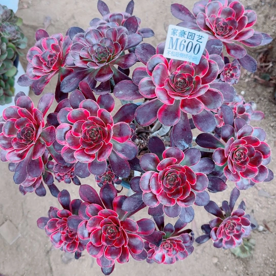 香耐尔发师600冠幅35